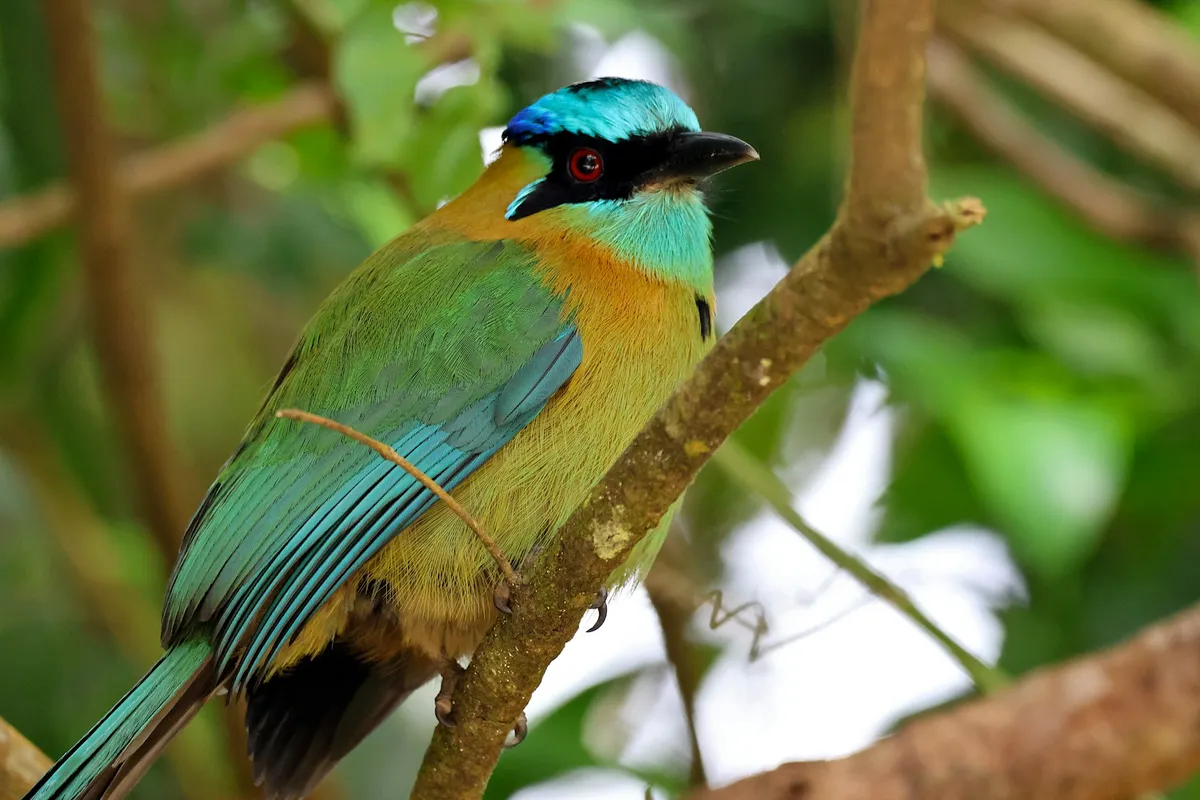 A blue-diademed motmot perched on a branch in Monteverde, Costa Rica
