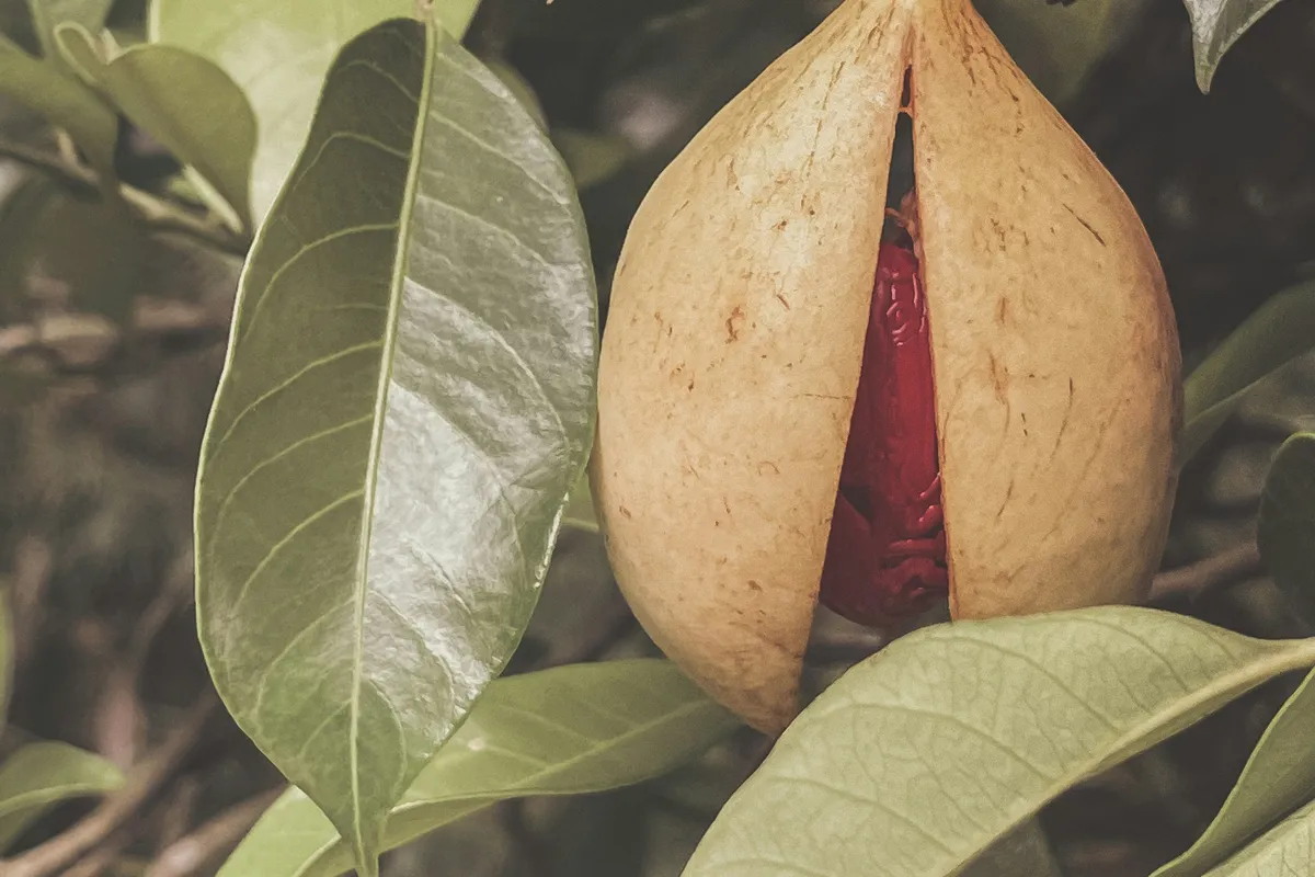 A nutmeg fruit hanging on a tree in Grenada