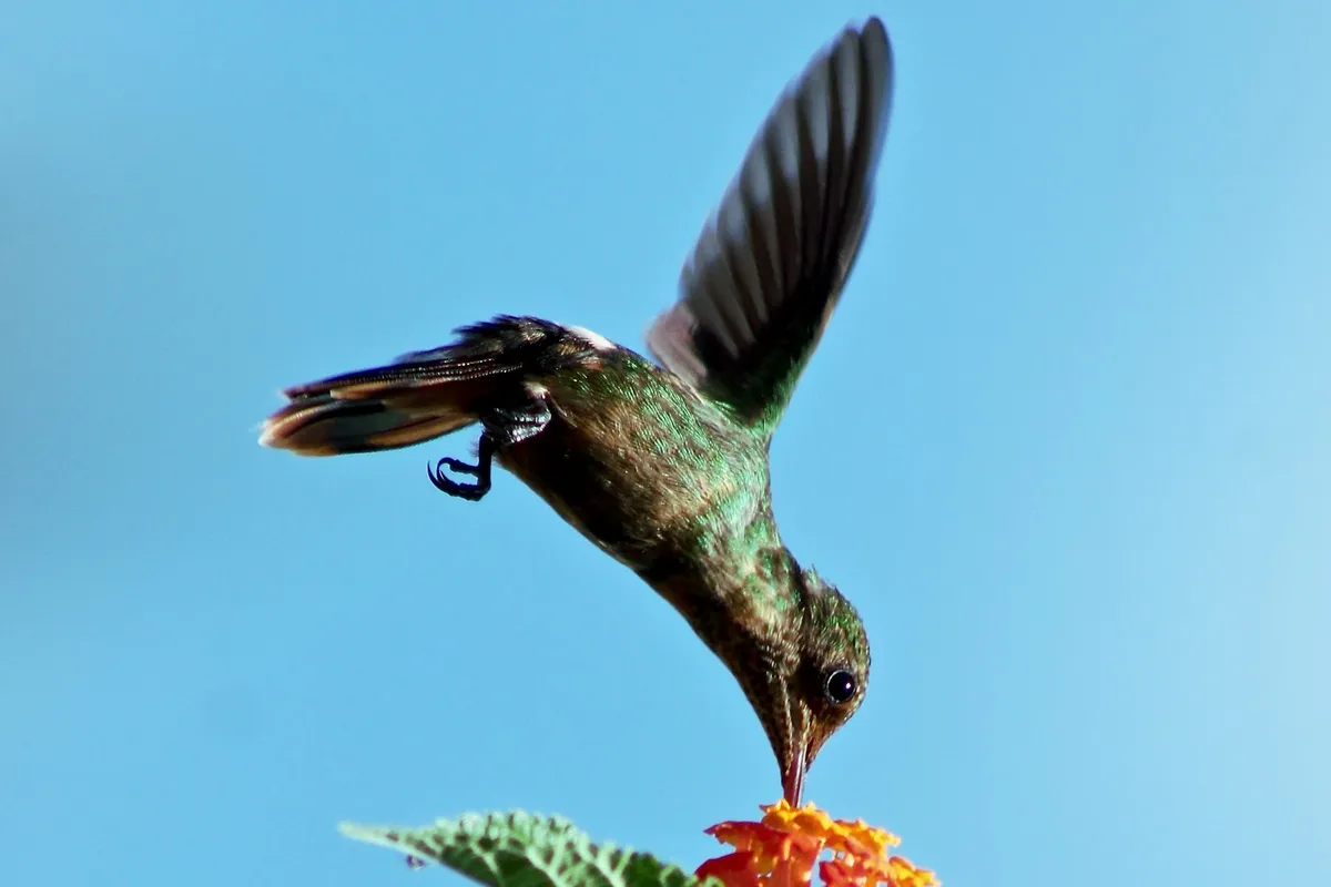 A tufted coquette hummingbird feeding at a red flower in Trinidad